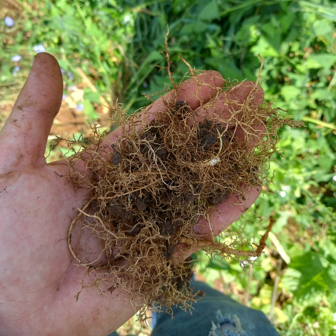 l'effetto dei prodotti per agricoltura biologica sulle radici nelle mani di un agricoltore. le radici sono sane e forti